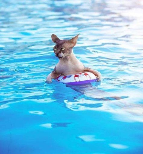 25 Funny Swimming Pool Pictures Just In Time For Summer Pool Funny, Swimming Pool Pictures, Pool Pictures, Dog Humor, Swimming Pool Photos, Flutter Kicks, Pool Picture, New Technology Gadgets, Kiddie Pool