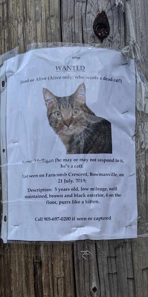 Best missing cat poster ever? Missing Pet Poster, Lost Cat Poster, Missing Cat Poster, Work Posters, Cat Tips, Poster Template Free, Crush Humor, Cat Hacks, Cat Post