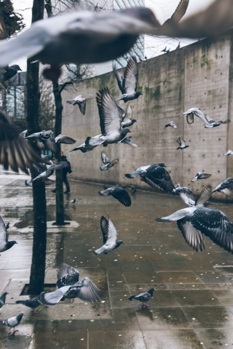 Pigeons Flying, Pigeon Pictures, Rain Pictures, Dove Pictures, Flock Of Birds, Colleen Hoover, Bird Photo, Free For Commercial Use, Download Free Images