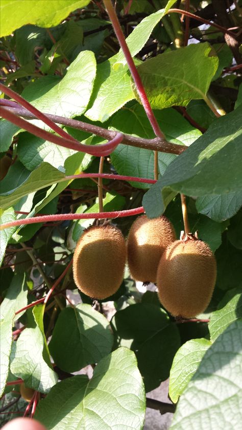 Kiwi 🥝 Kiwi Tree, Kiwi Reference, Kiwi Bird Aesthetic, Kiwi Aesthetic Fruit, Kiwi Eating Kiwi, New Zealand Kiwi, Kiwi Berries, Kiwi Fruit, Kiwi