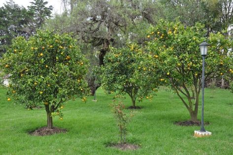 Trees For Backyard, Fruit Trees Backyard, Espalier Fruit Trees, Fruit Tree Garden, Stone Step, Backyard Trees, Growing Fruit Trees, Growing Gardens, Citrus Trees