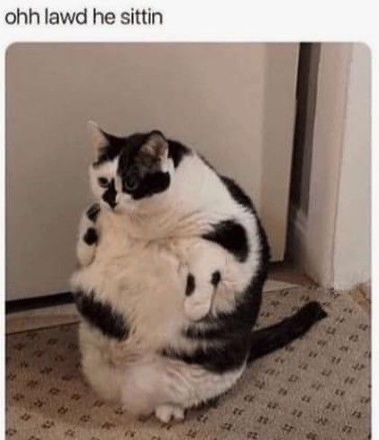 Hilarious Cat Pictures, Fat Cat Pictures, Fat Cat Meme, Mr Bigglesworth, Fat Cats Funny, Cat Memes Funny, They Don't Care, Fat Cat, Orange Cats