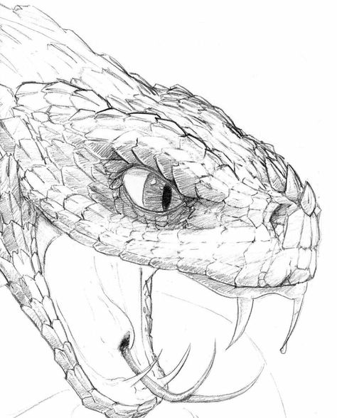 Snake Head Drawing, Snake Sketch, Tattoos Animals, Snake Drawing, Animals Drawing, Head Drawing, Snake Head, Drawing Animals, Snake Art