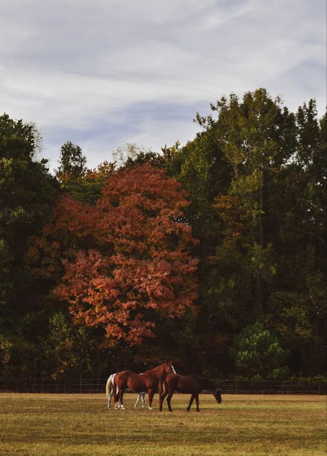 Asthetic Picture Horses, Autumn Plain Wallpaper, Autumn Horse Wallpaper, Fall Aesthetic Countryside, Late Fall Wallpaper, Autumn Equestrian Aesthetic, Horses In Autumn, Fall Horse Aesthetic, Horse Farm Aesthetic