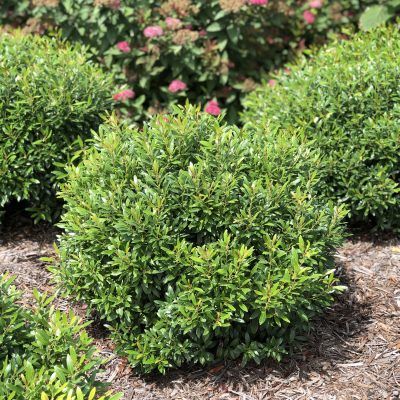 ILEX_GEM_BOX_INKBERRY_HOLLY_GC_ILEGB_01 Inkberry Holly, Growing Gardenias, Gardening Style, Holly Shrub, Shrubs For Landscaping, Landscaping Shrubs, Holly Plant, Front Yard Garden Design, Front Landscaping