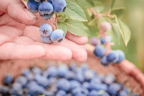 14 Fun Places For Blueberry Picking In Maine (2023) - New England Wanderlust Blueberry Picking, Blueberry Farm, Blueberry Plant, Blueberry Bushes, Downtown Portland, Blueberry Jam, Farm Tour, Wild Blueberries, Farm Stand