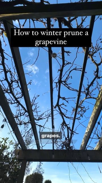 Pruning Grapevines, Grape Vine Pruning, Patio Courtyard, Garden Winter, The Mediterranean, Grape Vines, Need This, Vines, Landscaping