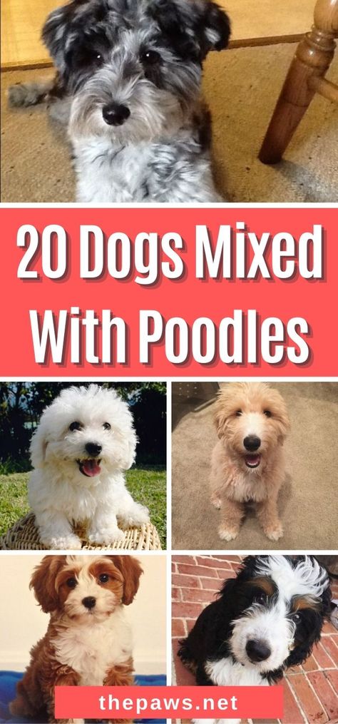 Poodles are one of the popular dog breeds in the world. If you're fan of this adorable dog, you're sure to fall in love with this list of gorgeous Poodle mixes. Havanese Poodle Mix Full Grown, Doodle Mixes Dogs, Poodle Mixed Breeds, Mini Poodle Mix Breeds, Poodle Terrier Mix Dogs, Cross Breed Dogs, Red Moyen Poodle, Doodle Mix Breeds, Small Poodle Mix Breeds