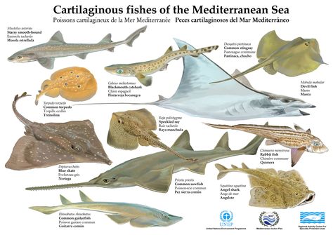 Cartilaginous Fish, Fish Chart, Learn Biology, Oscar Fish, Homeschool Nature Study, Black Frog, Nature Studies, Marine Pollution, Vintage Illustration Art