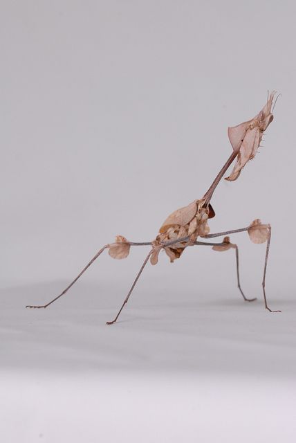 Indian Rose Mantis Mantis Insect, Prang Mantis, Devils Flower Mantis, European Mantis, Giant Devils Flower Mantis, Natural Structures, Cool Bugs, Types Of Animals, Beautiful Bugs