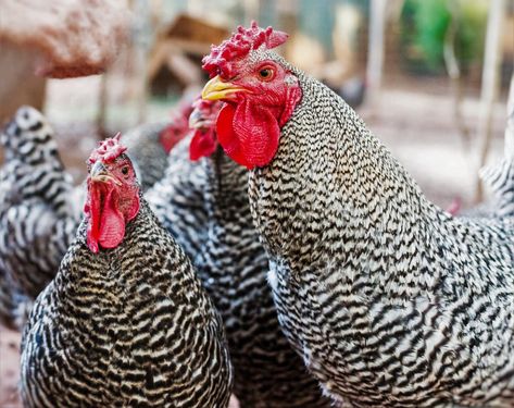 Part of our Breed Profiles series, Dominiques were one of the earliest known North American developed breeds, and almost became extinct in the twentieth century. Dominique Chicken, Americana Chickens, Dominique Chickens, Caring For Chickens, Chickens Backyard Breeds, Common Garden Plants, Chickens In The Winter, Farm Chickens, Chicken Tractors