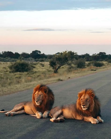 Follow on from yesterday. The other Sweni pride males. Kruger National Park roadblock! Two of the three Sweni pride males. They are an impressive looking roadblock! No chance of getting around them. 📸 violaine.travels, Kruger National Park, South Africa.🇿🇦 #WeDoTourism #krugerthroughmyeyes #nhongosafaris #safari #adventure #krugerparksafaris #krugernationalpark #krugernationalparksouthafrica #freetobe #FreeToBeSouthAfrica #travelsouthafrica South Africa Nature, Safari Aesthetic, South Africa Wildlife, African Vacation, African Wildlife Photography, Serengeti Tanzania, Kruger National Park South Africa, South Africa Safari, Africa Wildlife