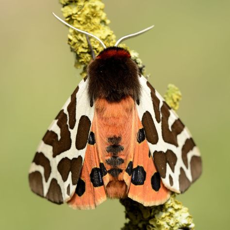 Wooly Caterpillar, Cool Moths, Wooly Bear Caterpillar, Caterpillar Art, Woolly Bear, Tiger Moth, Floral Tattoo Sleeve, Beautiful Bugs, Arachnids