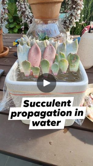 Succulent Leaves, Propagating Succulents, In Water, Succulent, Water