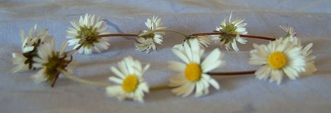 I couldn't pin any images from the page so found something on Wikimedia commons Daisy Crown, Daisy Chains, Friendship Symbols, Pea Pods, Those Were The Days, Daisy Chain, Happy Memories, Short Video, Brighten Your Day