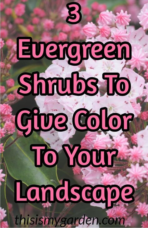 3 Gorgeous Evergreen Shrubs that will give gorgeous color to your landscape. #holly #mountlaurel #boxwood #landscape #blooms #evergreen #thisismygarden Holly Shrubs Landscaping, Evergreen Landscape Front Yard, Boxwood Landscaping, Holly Shrub, Shrubs For Landscaping, Landscaping Shrubs, Holly Plant, Evergreen Landscape, Mailbox Landscaping