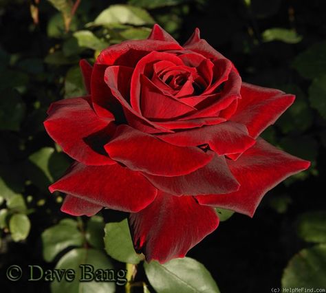 'Mister Lincoln' Rose: tall, fragrant, deep velvet red flowers Mr Lincoln Rose, Hybrid Tea Roses Care, Hybrid Tea Rose, Red Roses Wallpaper, Rose Care, Beautiful Red Roses, Rose Photo, Coming Up Roses, Rose Pictures