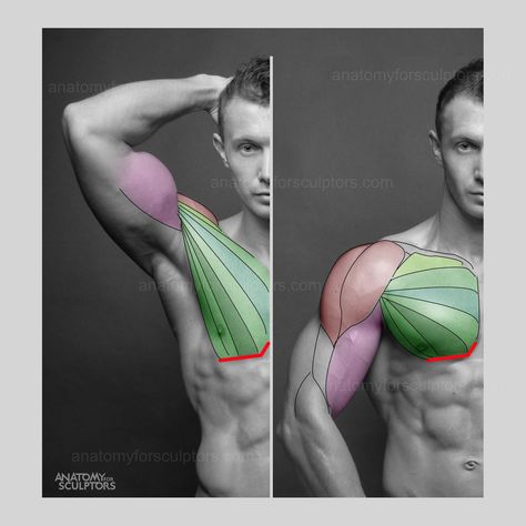 Pectoral Drawing Reference, Shoulder Anatomy, Anatomy Education, Human Anatomy Reference, 3d Anatomy, Head Anatomy, Anatomy References, Anatomy Practice, Man Anatomy