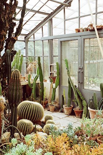 cactus greenhouse | Flickr - Photo Sharing! Cactus Farm, Plants Cactus, Trendy Plants, Indoor Greenhouse, Plants Are Friends, Indoor Gardens, Indoor Flowers, Garden Photography, Cactus Garden