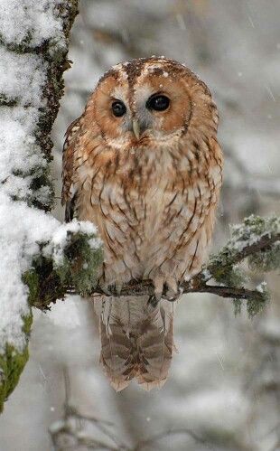 Owl Owl Photography, Tawny Owl, Winter Owl, Oc Character, Snow Owl, Owl Photos, Falling Snow, Golden Trio, Animal References