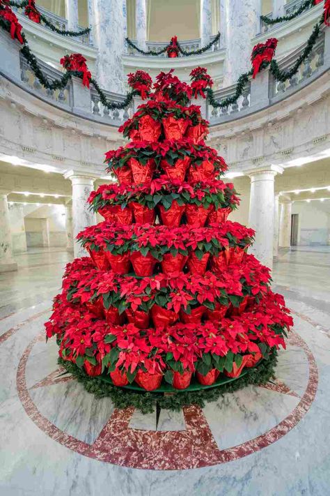 Christmas tree made of poinsettias. Pointsetta Christmas, Poinsettia Christmas Tree, Poinsettia Tree, History Meaning, Small Yellow Flowers, Blood Of Christ, Star Of Bethlehem, Apple Seeds, Poinsettia Flower