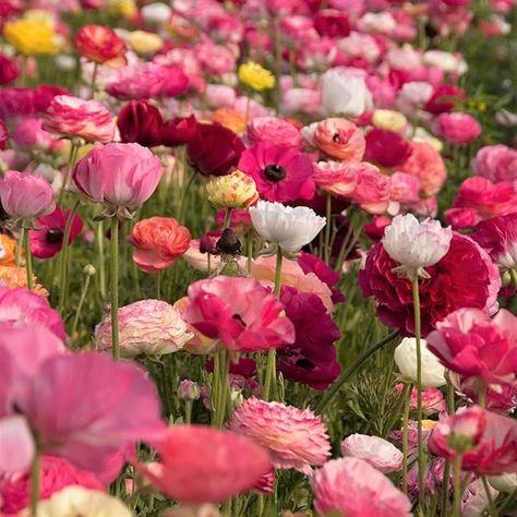 Amazon.com : Easy to Grow Ranunculus Tecolote 'Flower Fields Collection' Plant Bulbs (30 Pack) - Colorful Flowering Blooms in Temperate Spring Gardens : Flowering Plants : Patio, Lawn & Garden Ranunculus Bulbs, Ranunculus Centerpiece, Ranunculus Arrangement, Ranunculus Garden, Ranunculus Boutonniere, Ranunculus Wedding, Spring Gardens, Plant Bulbs, Growing Vines