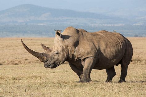 White rhinoceros, Ceratotherium simum | Julie | Flickr White Rhinoceros, Save The Rhino, Animal Study, Rhinos, Majestic Animals, African Wildlife, African Animals, Wildlife Animals, 영감을 주는 캐릭터