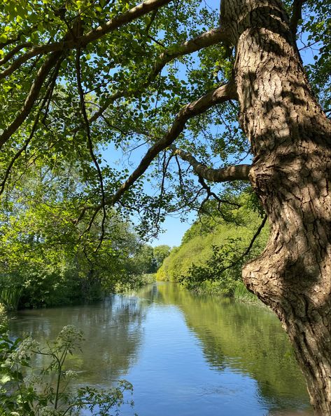 Sunny walk by the river #trees #river #walking #woodland Riverside Walk, River Walk, Travel Time, Future Plans, Walking By, The River, Time Travel, Walking, Trees