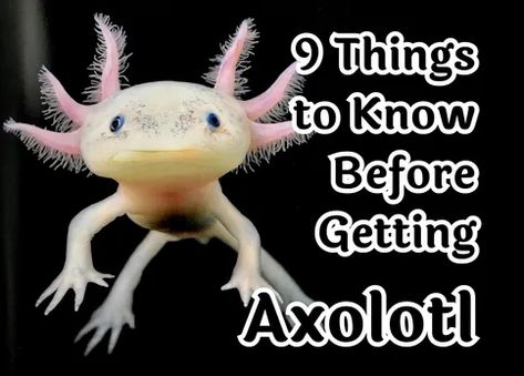 Axolotl Tank Ideas, Mexican Axolotl, Axolotl Care, Kids Aquarium, Natalie Joy, Axolotl Tank, Aquarium Sand, Axolotl Cute, Puppy Stages