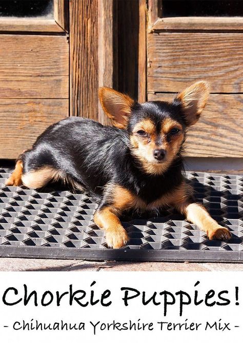 Chorkie - Chihuahua Yorkshire Terrier Mix #smalldog Chorkies Puppies, Yorkie Chihuahua Mix, Fluffy Husky, Happy Puppies, Terrier Mix Breeds, Chihuahua Terrier Mix, Mixed Breed Puppies, Chihuahua Terrier, Yorkie Mix