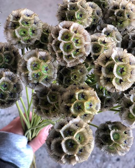 Scabiosa Pods (aka pincushion flower) Seaweed Bouquet, Allotment Flowers, Scabiosa Stellata, Scabiosa Flower, Flower Recipe, Space Flowers, Pincushion Flower, Scabiosa Pods, Taupe Wedding