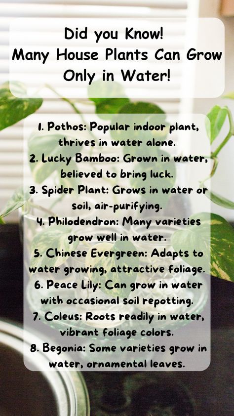 How To Grow Plants Indoors, Plants You Can Grow In Water, Hydroponic Indoor Plants, Lucky Bamboo Care, Growing Plants In Water, Herb Window, Jungle Vines, Plants Grown In Water, Low Water Plants