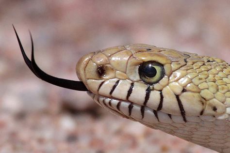 Tongue Images, Snake Tongue, Forked Tongue, Serpent Tattoo, Vampire Fangs, Cute Snake, The Sorcerer's Stone, Beautiful Snakes, Snake Eyes