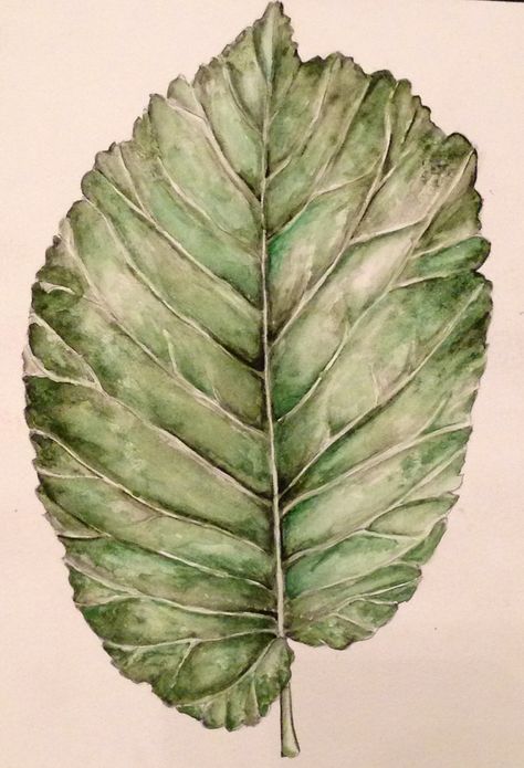 Observational drawing of a leaf using pencil and watercolour paint, Julia Wright Natural Forms Leaves, Observational Drawing Nature, Watercolour Natural Forms, Natural Forms Painting, Organic Forms Art, Natural Form Drawings, Natural Forms Drawings, Natural Forms Art Gcse, Natural Forms Art