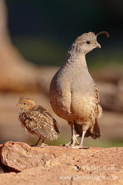 Mama and Baby Quail | baby quail under mom watchful eye! Quail Care, Quail Chicks, Baby Quail, Arizona Animals, Quail Family, Button Quail, Quail Hunting, Quails, Watchful Eye