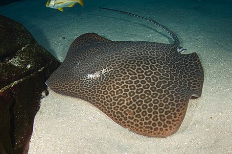 Leopard whiptail stingrays can grow to about 1.4 m wide. As with other whiptail rays, their tail is very long compared to their body and the animal's total length can be upwards of 4 m. These rays are found naturally in the Indo-Pacific region from the Bay of Bengal to Northern Australia. Majestic Sea Flap Flap, Shark Ray, Zebra Shark, Stingray Fish, Nature Photographers, New England Aquarium, Best Nature, Most Beautiful Animals, Exotic Fish