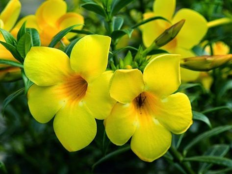 Creepers Plants, Buttercup Flower, Blossom Garden, Tanah Liat, Ornamental Plants, Organic Seeds, Flowering Shrubs, Simple Flowers, Large Plants