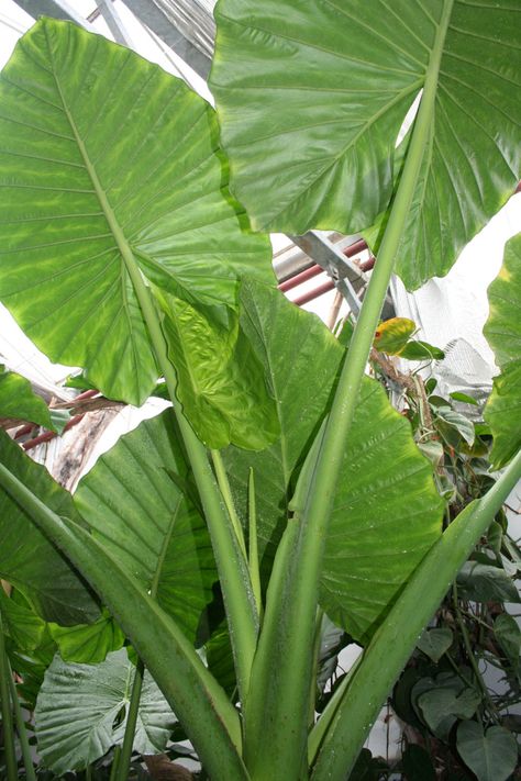 Giant taro - The Living Rainforest Long Leaf Plants, Alocasia Odora, Taro Plant, Rainforest Plants, Alocasia Plant, Summer Bulbs, Tropical Backyard, Deer Resistant Plants, Lily Plants