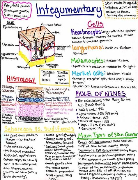 Skincare Knowledge, Geriatric Nursing, Nursing School Studying Cheat Sheets, Medical Terminology Study, Nursing School Essential, Nursing Life, Nursing School Motivation, Study Biology, Nurse Study Notes