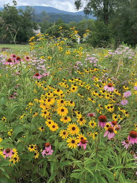 Creating a Wildflower Meadow to Help the Bees, Birds, and Butterflies | Crozet Gazette New Jersey Wildflowers, New England Wildflowers, Wildflower Meadow Backyard, Meadow Scaping, Wildflower Pathway, Pennsylvania Wildflowers, Indiana Wildflowers, Wildflower Garden Bed, Bird And Butterfly Garden