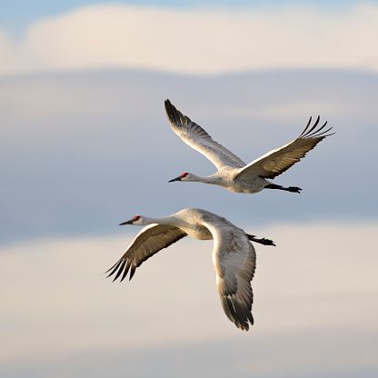 Heron Wading Bird Animal - Free photo on Pixabay Web Style Guide, Crane Fly, Sandhill Cranes, French Designs, Crane Bird, Learn To Fly, Two Birds, Wildlife Nature, Faith Inspiration