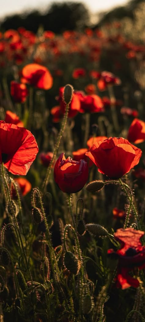 Red Poppy Flower Aesthetic, Poppy Flower Aesthetic Wallpaper, Poppy Wallpaper Iphone, Poppy Flower Aesthetic, Field Pictures, Poppy Wallpaper, Flower Background Iphone, Iphone Wallpaper Landscape, Iphone11 Pro