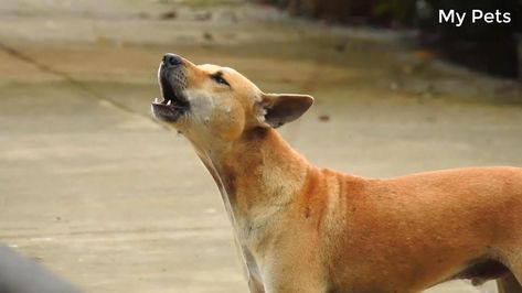 Best Dogs howling and Barking Original Video For Dog's Love Puppy Barking Video, Dogs Howling, Dog Barking Video, Puppies Barking, Puppy Barking, Barking Dog, Vibe Check, Dog Barking, Cute Puppy