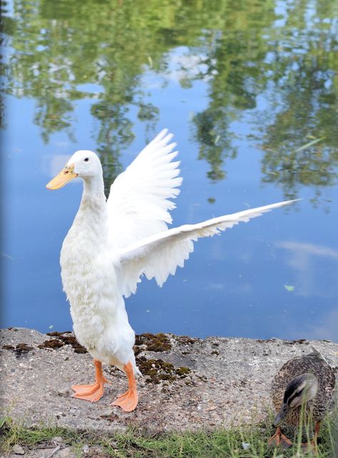 A white duck stretches out her wings #duck #whiteduck #wings #outstretchedwings Duck Wings, White Wings, Painting Inspo, White Duck, White Ducks, Birds, Water, White