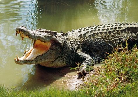 10. Crocodiles have the most sophisticated heart in the animal kingdom Estuarine Crocodile, Crocodile Facts, Saltwater Crocodile, Mangrove Forest, Dangerous Animals, Facts For Kids, Animal Facts, Crocodiles, Reptiles And Amphibians