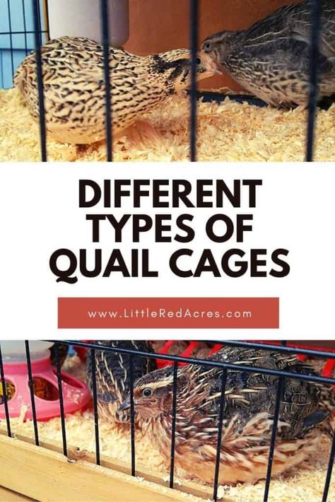 Button Quail Housing, Button Quail Housing Indoor, Quail Cage Plans, Types Of Quail, Quail Tractor, Quail Housing, Quail Farming, Diy Coop, Earth Ships