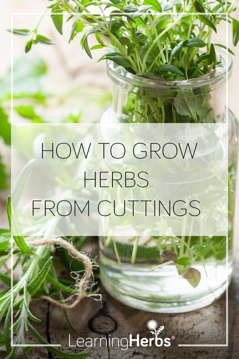 Grow From Cuttings, Growing Herbs From Cuttings, How To Grow Rosemary From Cuttings, How To Propagate Rosemary From Cuttings, How To Propagate Herbs From Cuttings, Grow Herbs In Mason Jars, Learning Herbs, Indoor Vegetables, Herb Garden Design