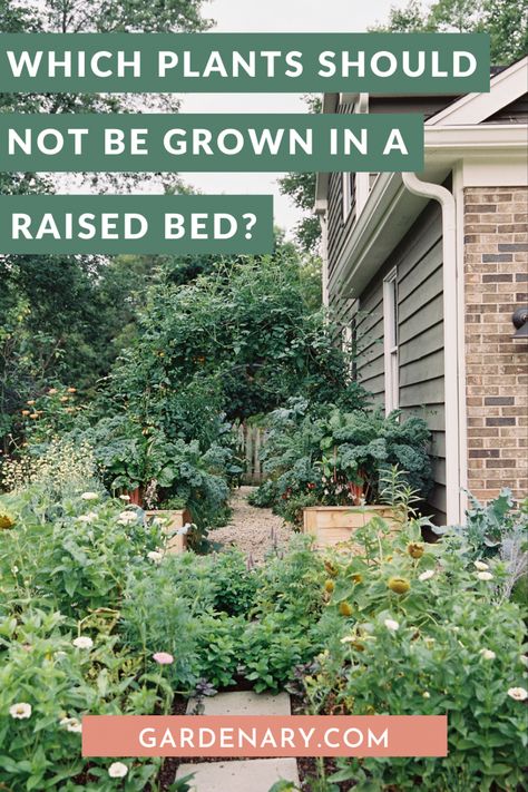 Which Plants Should NOT Be Grown in a Raised Bed? • Gardenary Raised Beds Filling, Raised Garden Bed Ideas Layout, Plant Spacing In Raised Bed, Blueberry Bushes In Raised Beds, Best Plants For Raised Beds, Raised Bed Perennial Garden, Raised Bed Planting Layout, What To Plant Together In Raised Beds, Herb Raised Garden Bed