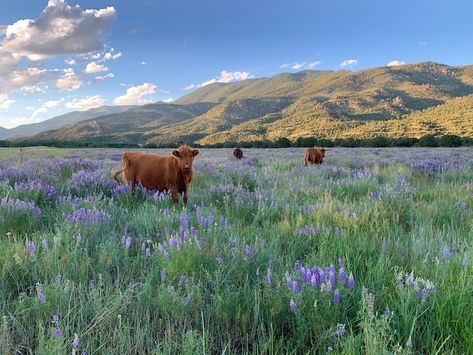 Landscape Animal Photography, Beautiful Landscapes Wallpaper Laptop, Cottage Core Landscape, Scenery With Animals, Nature Wallpaper Desktop, Cow Landscape, Nature Aesthetic, Pretty Places, Country Life