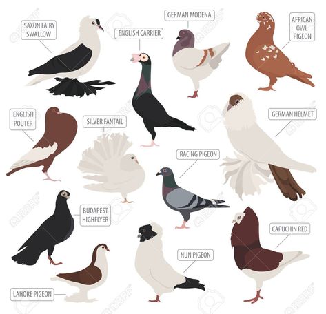 Lahore Pigeon, Russian Dog Breeds, Types Of Pigeons, Irish Dog Breeds, Racing Pigeon Lofts, Cute Pigeon, Pigeon Pictures, Poultry Farming, Pigeon Loft